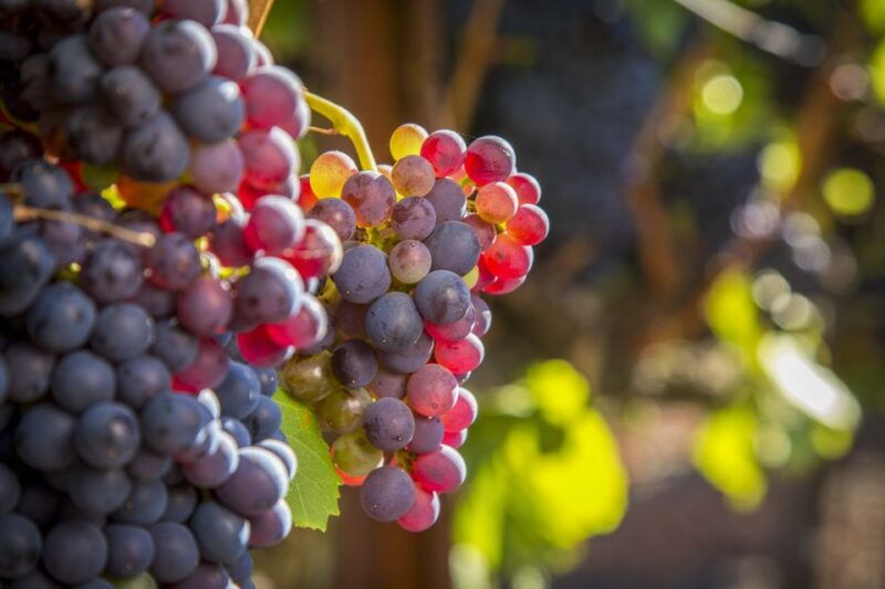 sonoma-valley-guided-winery-tour-with-picnic-lunch
