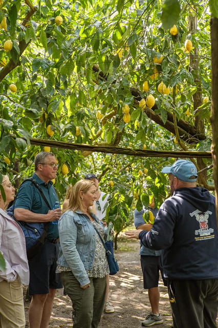 sorrento-lemons-grovecheese-show-with-local-food-tasting