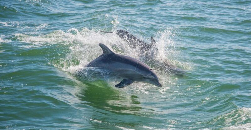 st-petersburg-fl-private-2-hour-dolphin-watching-cruise