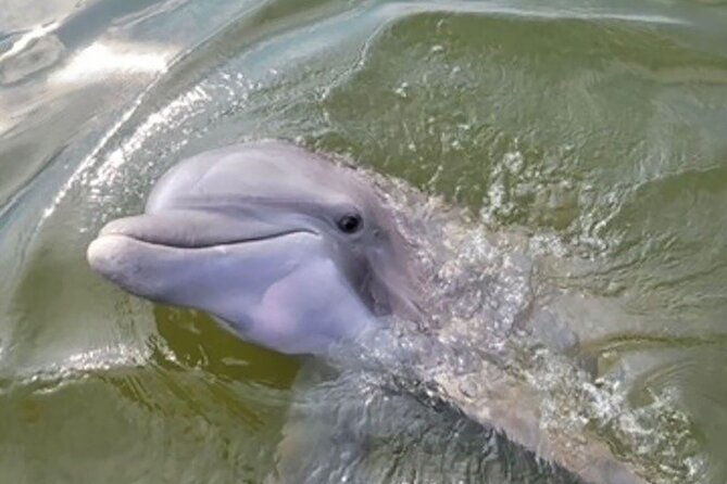 sunrise-dolphin-tour