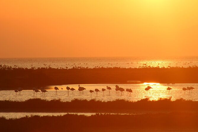 sunset-among-flamingos-in-the-ebro-delta