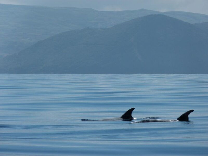 swimming-with-dolphins-in-terceira-island-2