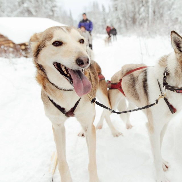 talkeetna-alaskan-winter-dog-sledding-experience
