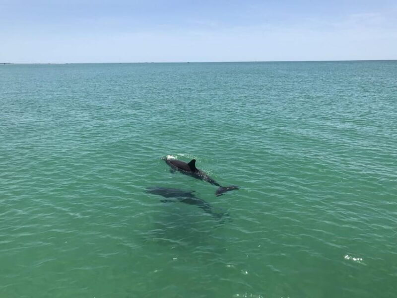 tampa-bay-dolphin-shelling-snorkeling-cruise