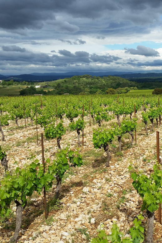 tasting-tour-the-secrets-of-the-vineyard-chateau-capion