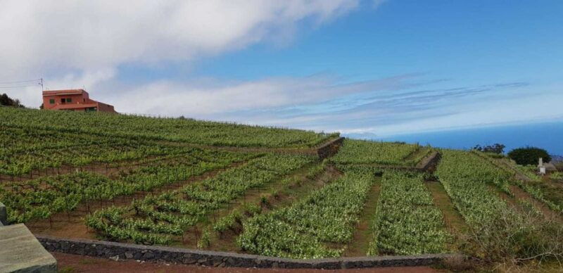 tenerife-4-hour-gauchinche-food-tour