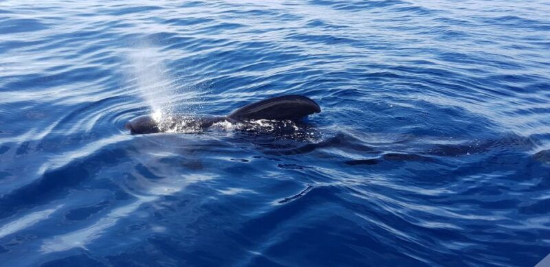 tenerife-south-island-boat-trip-and-sea-excursion