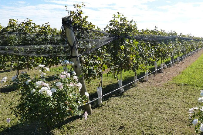 the-beginning-winetour-for-2-people-history-and-wines