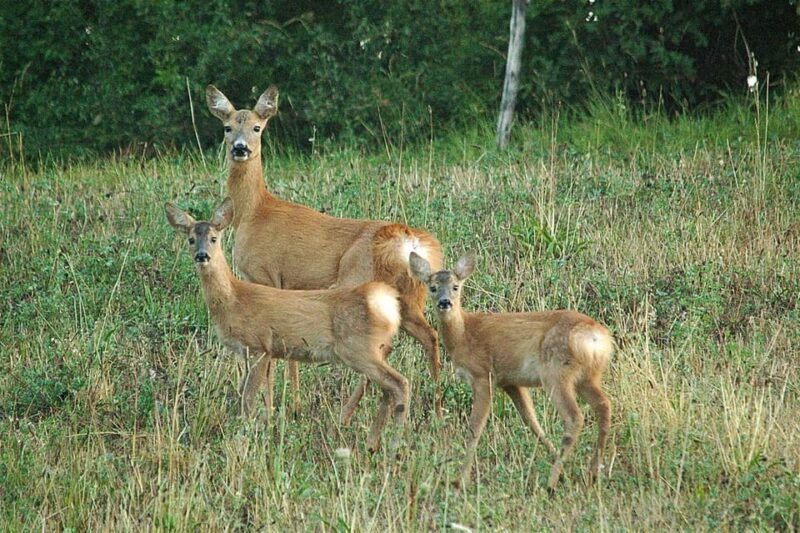 the-deers-song