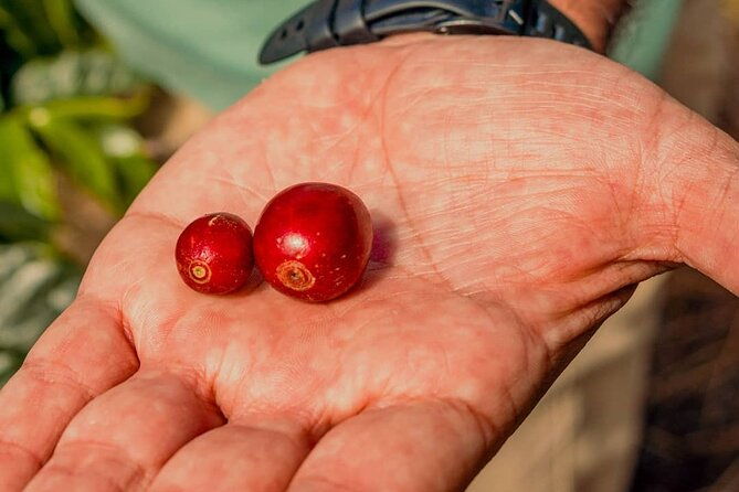 the-perfect-coffee-tour-in-guatemala-city-class-with-a-barista-city-tour