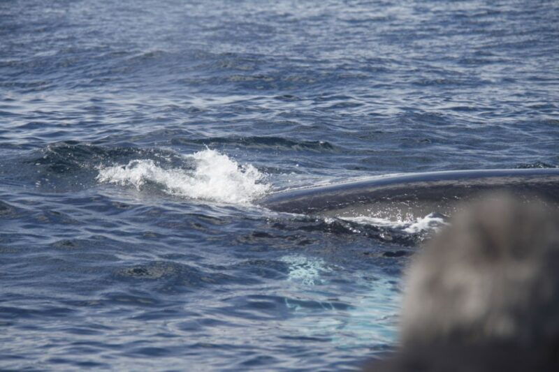 third-whale-and-dolphin-watching-in-a-zodiac-boat