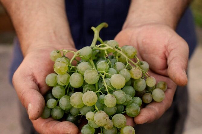 tour-and-tasting-of-sparkling-wines-in-valeggio