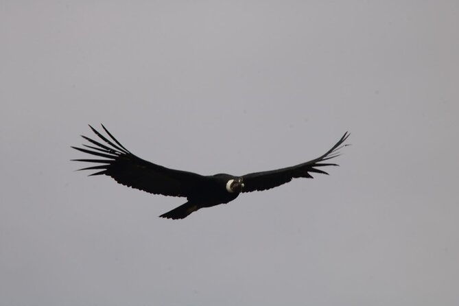 tour-colca-canyon-2d-1n-from-arequipa-ending-in-puno