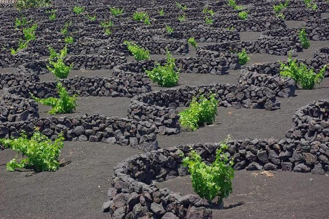 tour-lanzarote-south-with-winery-visit