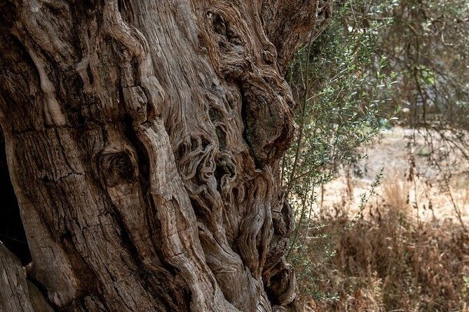 truffle-hunting-culinary-wine-celebration-from-elounda
