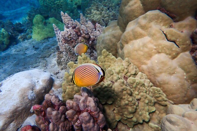 turtle-town-beach-snorkel