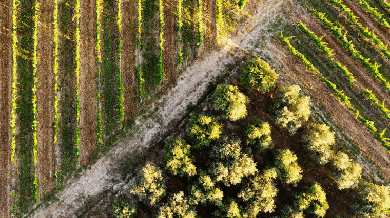 tuscan-lunch-winery-tour-with-tasting-in-san-gimignano