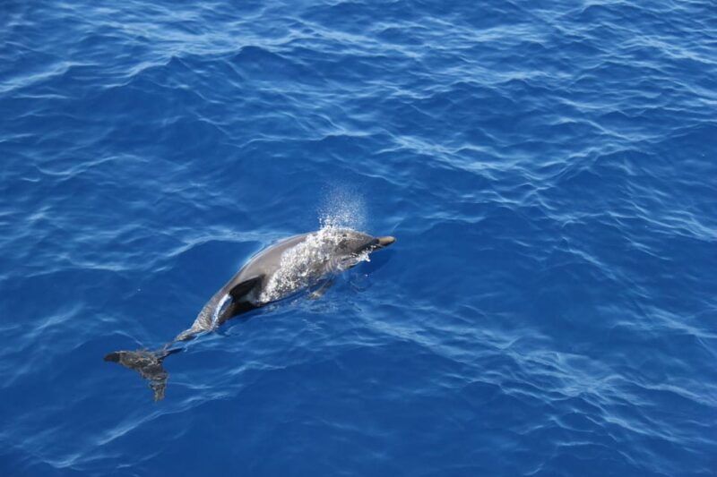 varazze-pelagos-sanctuary-wildlife-cruise-with-guide