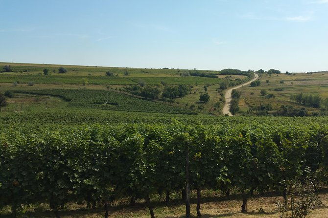 vineyards-and-wine-tasting-experience