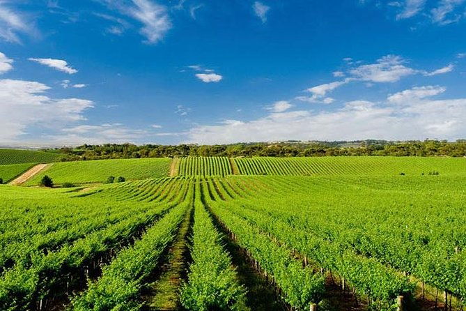 vinyard-tour-by-horse-carriage-with-delicious-tasting-umbria