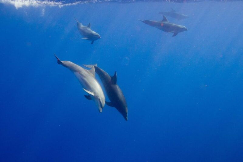waianae-oahu-swim-with-dolphins-semi-private-boat-tour