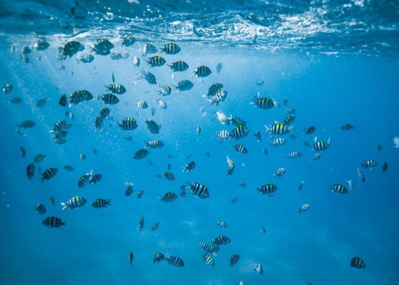 waikiki-sea-turtle-snorkeling-small-group-boat-tour