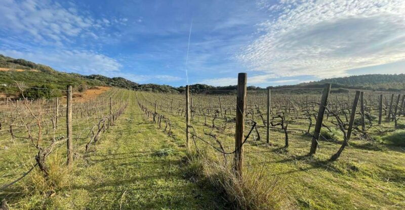 walk-through-our-vineyard-and-aperitif