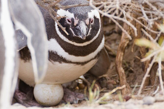 walk-with-the-penguins-in-punta-tombo-for-cruisers-in-private