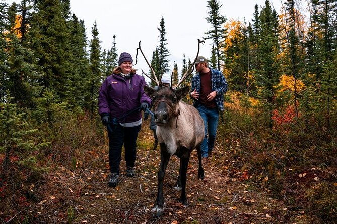 walking-with-reindeer-experience