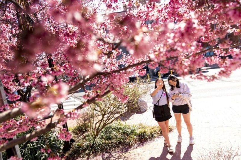 washington-dc-cherry-blossom-walking-tour