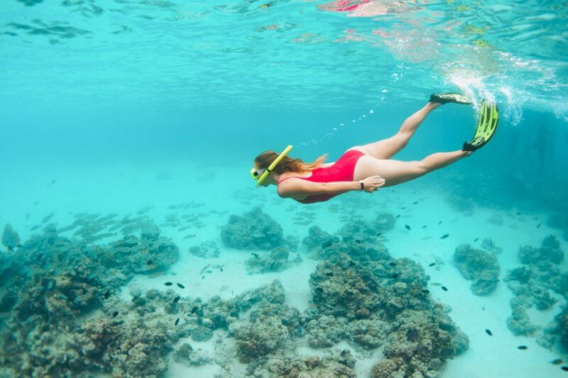 west-oahu-turtles-dolphins-and-snorkeling-tour-with-lunch