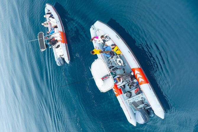 whale-and-dolphin-watching-in-san-diego-speedboat-tour