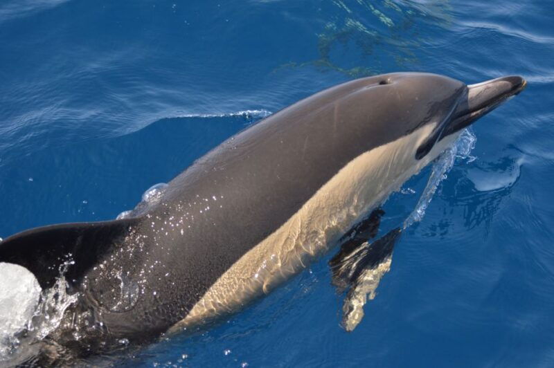 whale-and-dolphin-watching-with-vila-franca-islet-visit