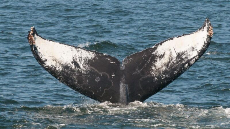 whale-and-wildlife-watching-private-and-semi-private-tours