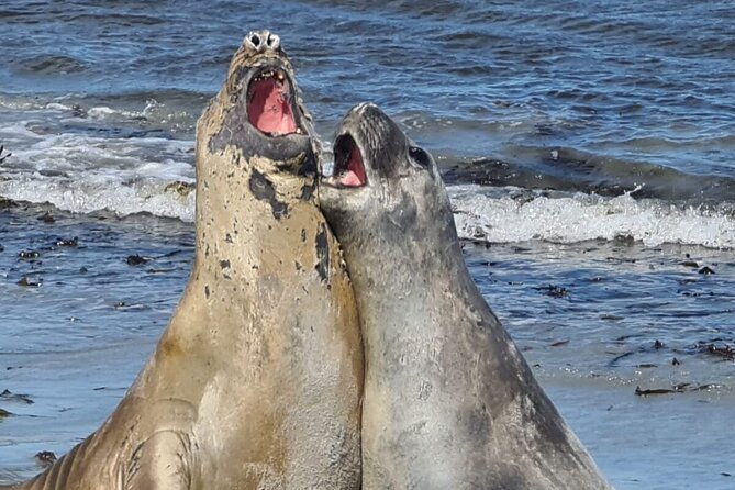 whale-point-to-see-penguins-and-elephant-seals