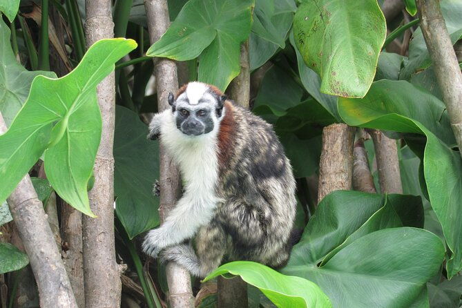 wildlife-boat-tour-at-gatun-lake-and-embera-indian-village