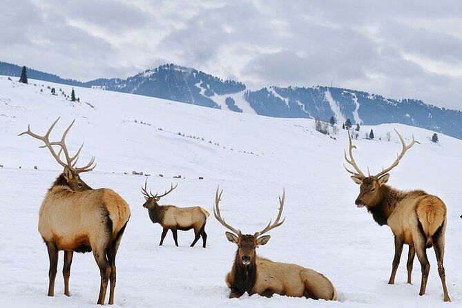 wildlife-safari-with-snowshoe-winter-camp-dinner-experience