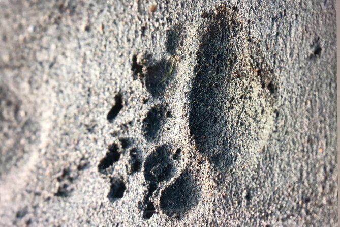 wildlife-walking-half-day-private-guided-tour-in-whittier