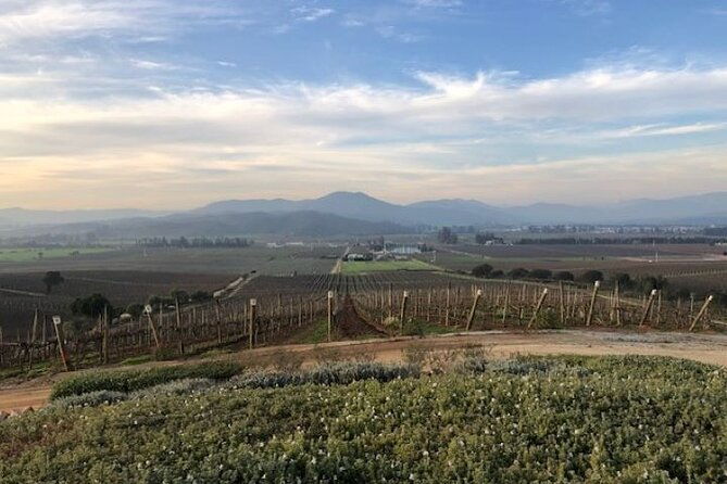 wine-tasting-day-tour-to-vineyard-casas-del-bosque-in-casablanca