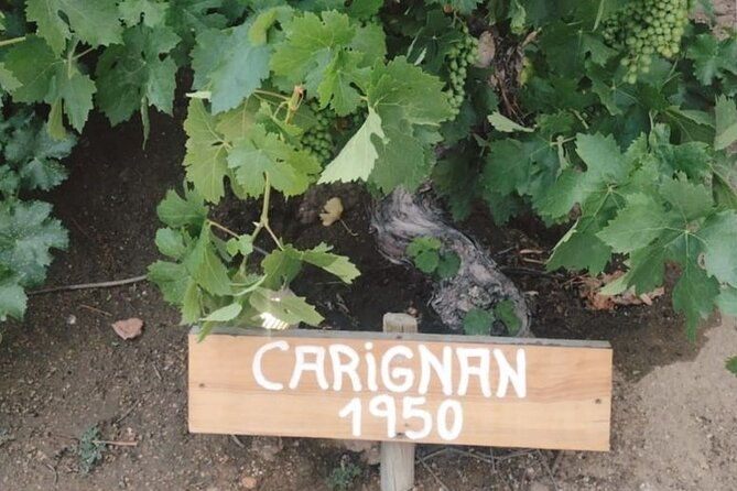 wine-tour-casas-del-bosquebodegas-re-vineyards-casablanca-valley