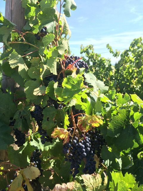wine-tour-cathar-country