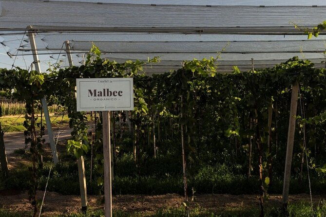 wines-vineyards-and-picnic-the-charm-of-the-mendoza-wineries