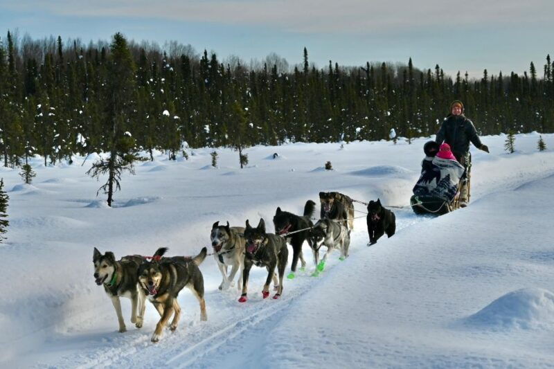 winter-dog-sled-tour-day-or-night-mush