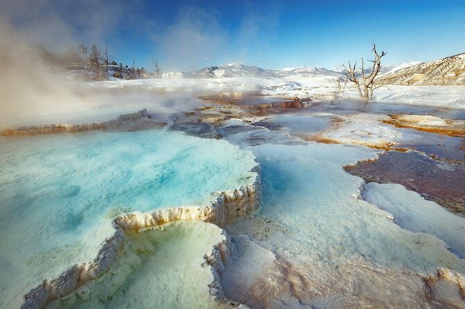 winter-wildlife-safari-in-yellowstone-national-park