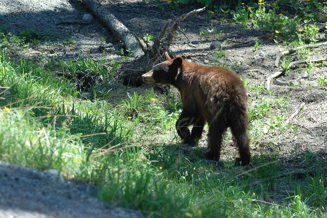 yellowstone-lower-southern-loop-tour