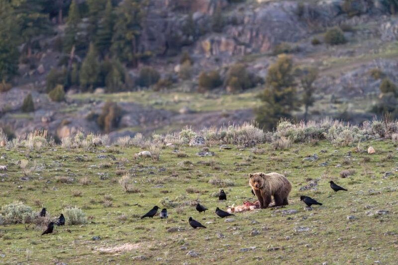yellowstone-national-park-3-day-wildlife-photography-tour