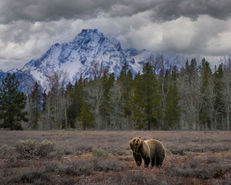 yellowstone-old-faithful-waterfalls-and-wildlife-day-tour