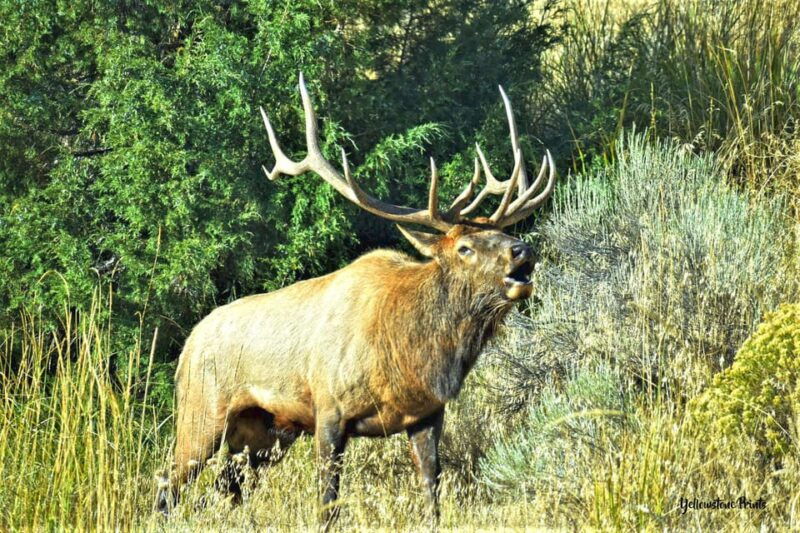yellowstone-wildlife-tours-from-west-yellowstone-montana