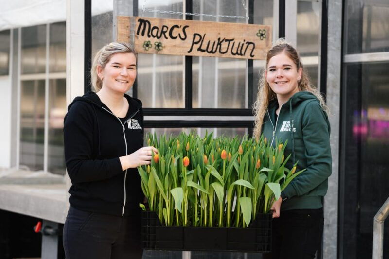 zaanse-schans-windmills-volendam-and-tulip-greenhouse-tour