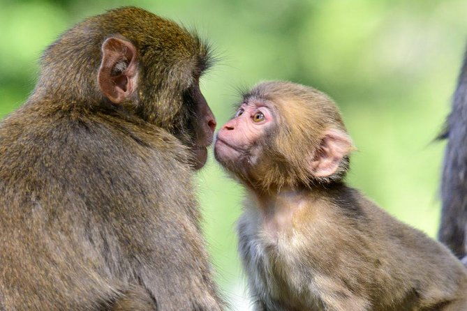 zagreb-monkey-park-affenberg-klagenfurt-minimundus